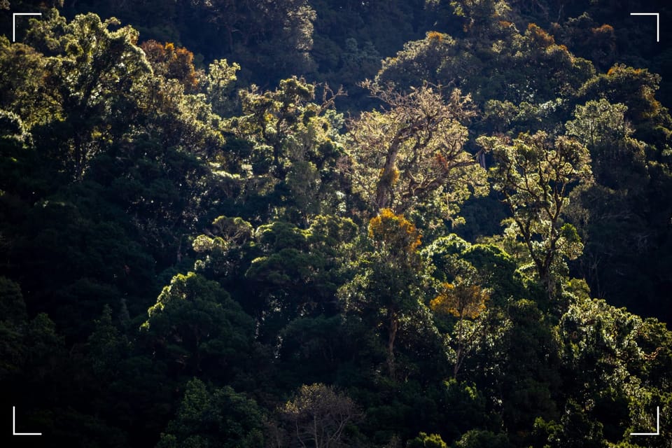 Reduce Stress:The 5-Minute Forest Visualization